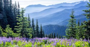 Olympic National Park. BEST PICNIC SPOTS IN SEATTLE 2023
