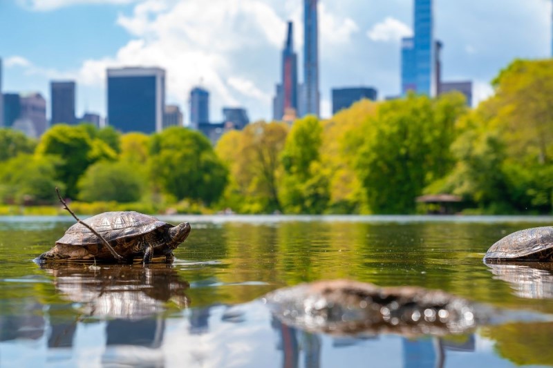 Turtle Pond in Central Park